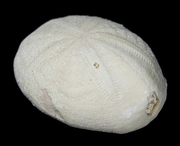 Fossil Sea Urchin (Eupatagus) - Florida #1787